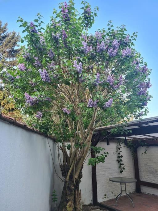 Magnolia Green Garden New And Fully Equipped Brussel Bagian luar foto